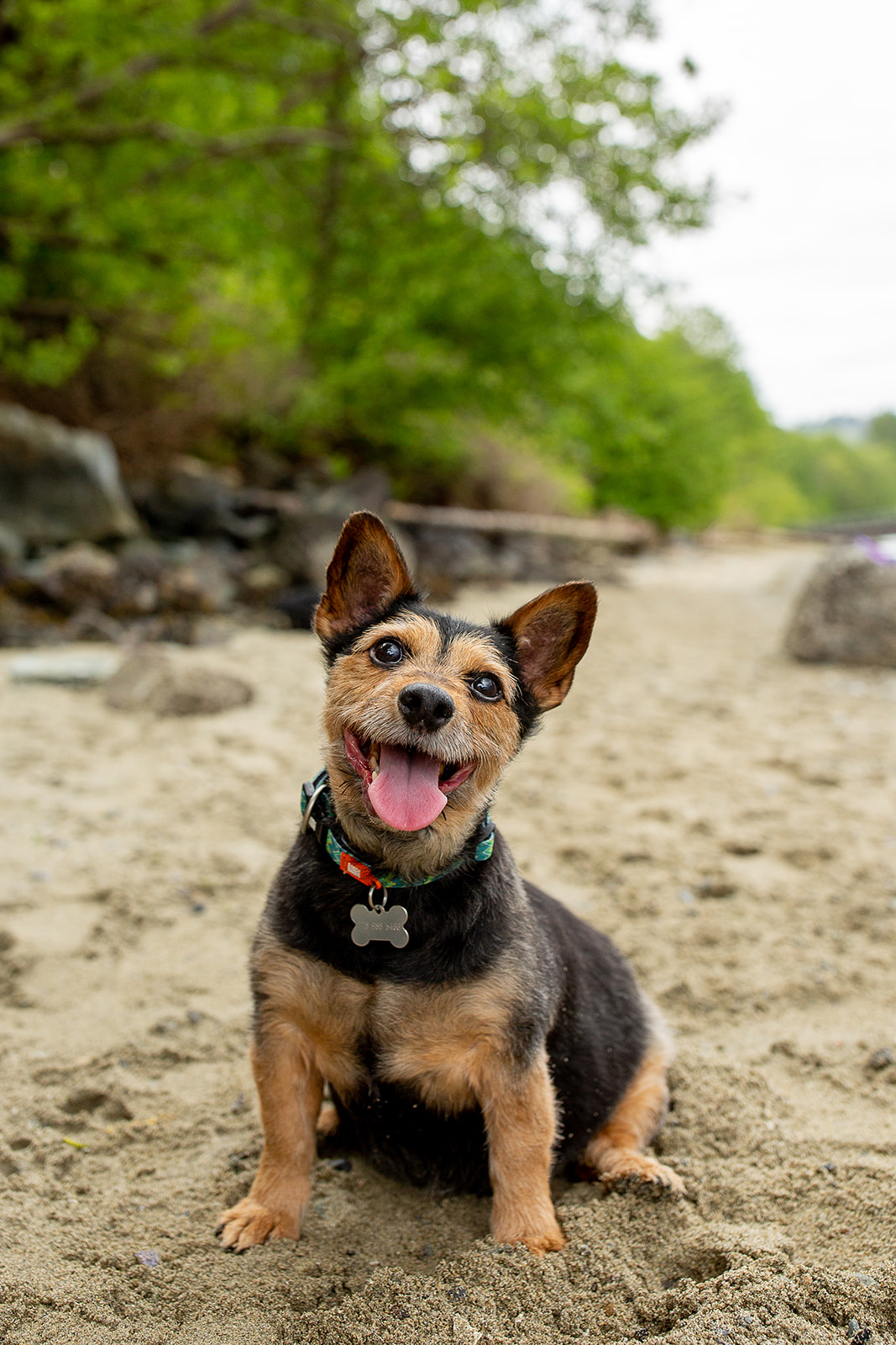 Cute small mixed breed dogs sits happily with his tongue out at Barnet Marine Park during his owner's engagement session